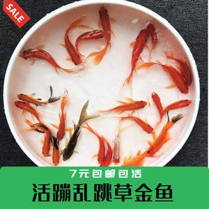 小龍魚的功效：小龍魚是一種淡水魚，營養(yǎng)價值豐富， 龍魚百科 第1張