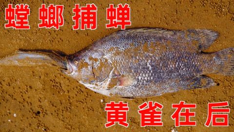 大梅小鎮(zhèn)魚缸：關(guān)于大梅小鎮(zhèn)魚缸的一些信息 魚缸百科 第1張