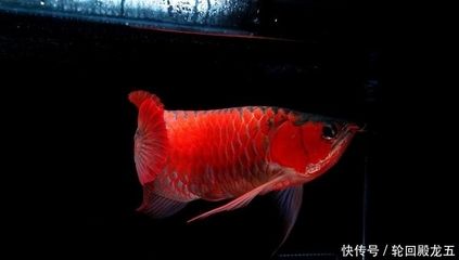 龍魚頭頂有白點(diǎn)：龍魚頭頂有白點(diǎn)怎么辦 龍魚百科 第3張