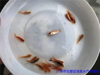 廣東觀賞魚苗批發(fā)市場：廣東觀賞魚養(yǎng)殖技術(shù) 廣州水族批發(fā)市場 第1張