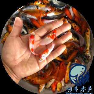 廣東觀賞魚苗批發(fā)市場：廣東觀賞魚養(yǎng)殖技術(shù) 廣州水族批發(fā)市場 第4張