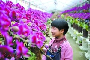 廣州芳村花卉批發(fā)市場：廣州嶺南花卉批發(fā)市場地址廣州芳村花卉批發(fā)市場概況