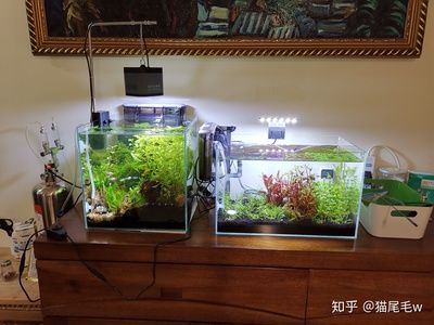 大型魚魚缸造景設(shè)計(jì)：大型魚缸造景的歷史和發(fā)展 魚缸百科 第1張