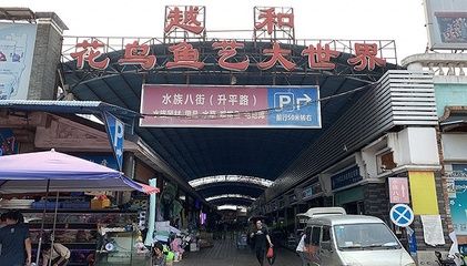 芳村花鳥魚蟲市場搬哪里去了：芳村花鳥魚蟲市場已經(jīng)搬遷到了新的地址，廣州傳統(tǒng)市場的搬遷 廣州水族批發(fā)市場 第3張