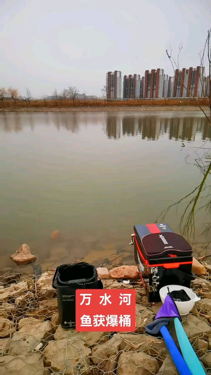 魚食：來了，松鼠家的鱖魚 觀賞魚論壇