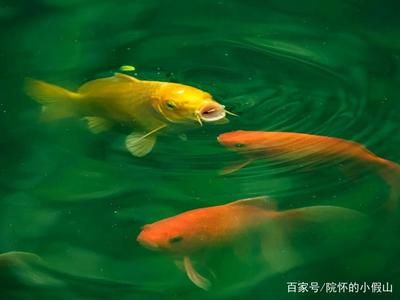 大型魚缸怎么換水除氯 魚缸百科 第3張