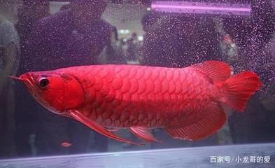 龍魚(yú)貴不貴呀怎么看出來(lái)：關(guān)于龍魚(yú)價(jià)格及其判斷標(biāo)準(zhǔn)的詳細(xì)分析