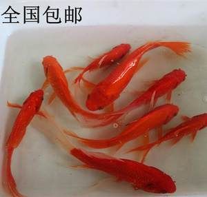 紅龍魚吃草金魚好嗎：紅龍魚可以食用草金魚嗎