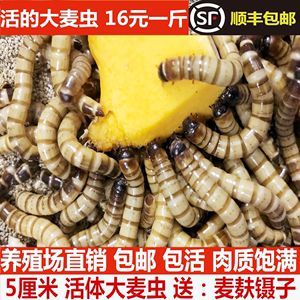 金龍魚長期吃面包蟲可以嗎：金龍魚可以吃面包蟲嗎？ 龍魚百科 第3張