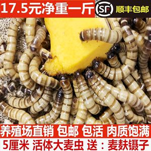 金龍魚長期吃面包蟲可以嗎：金龍魚可以吃面包蟲嗎？ 龍魚百科 第2張