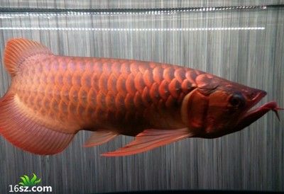 紅龍魚品牌等級劃分圖表最新：紅龍魚品牌等級劃分圖表