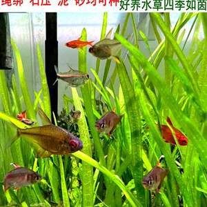 多大的魚缸最好：如何選擇合適的魚缸尺寸 魚缸百科 第4張