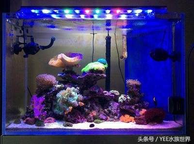 大型魚缸加熱棒：創(chuàng)寧魚缸加熱棒品牌推薦魚缸加熱棒的使用注意事項