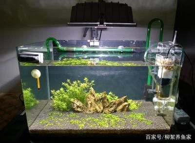 大型魚缸加熱棒：創(chuàng)寧魚缸加熱棒品牌推薦魚缸加熱棒的使用注意事項