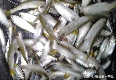 白條魚(yú)在魚(yú)缸里能養(yǎng)活嗎？：白條魚(yú)在魚(yú)缸里養(yǎng)殖注意事項(xiàng)白條魚(yú)在魚(yú)缸里能養(yǎng)活 魚(yú)缸百科 第2張