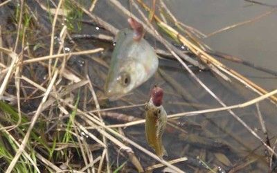 白條魚(yú)在魚(yú)缸里能養(yǎng)活嗎？：白條魚(yú)在魚(yú)缸里養(yǎng)殖注意事項(xiàng)白條魚(yú)在魚(yú)缸里能養(yǎng)活 魚(yú)缸百科 第1張