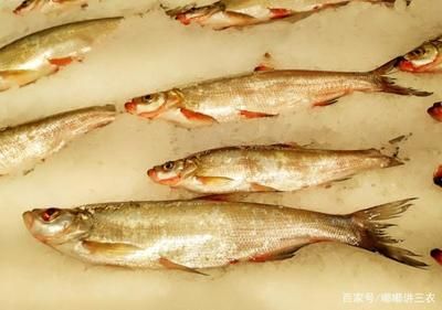 白條魚(yú)在魚(yú)缸里能養(yǎng)活嗎？：白條魚(yú)在魚(yú)缸里養(yǎng)殖注意事項(xiàng)白條魚(yú)在魚(yú)缸里能養(yǎng)活 魚(yú)缸百科 第3張