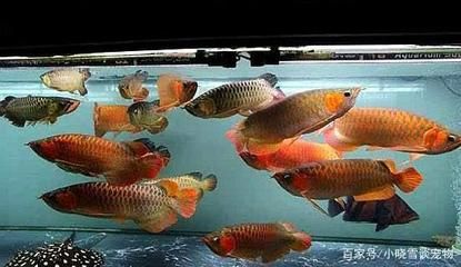 過背金龍魚和什么魚混養(yǎng)好看：混養(yǎng)過背金龍魚需要綜合考慮多個因素，過背金龍魚和什么魚混養(yǎng)好看