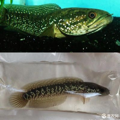 龍魚能吃嗎？：臺灣老奶奶將孫子養(yǎng)的價值10萬臺幣的紅龍魚清蒸了