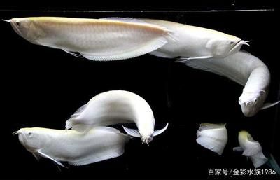 龍魚價(jià)值幾百萬元是真的嗎：三亞水族館展示一條價(jià)值幾百萬的龍魚價(jià)值幾百萬元是真的嗎 龍魚百科 第1張