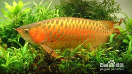 15厘米的金龍魚(yú)好養(yǎng)嗎：15厘米的金龍魚(yú)在合適的飼養(yǎng)條件下是否可以增加飼養(yǎng)的難度？ 龍魚(yú)百科 第2張