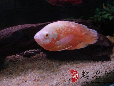 屬龍養(yǎng)什么魚(yú)招財(cái)轉(zhuǎn)運(yùn)好：屬龍養(yǎng)什么魚(yú)招財(cái)轉(zhuǎn)運(yùn)好，養(yǎng)什么魚(yú)招財(cái)轉(zhuǎn)運(yùn)好 龍魚(yú)百科 第1張