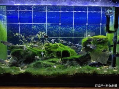 處理魚缸青苔什么魚最好養(yǎng)：如何處理魚缸青苔 魚缸百科 第3張