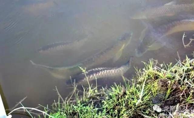 龍魚(yú)一次喂多少飼料一天喂幾次