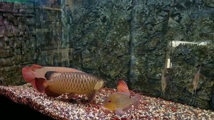 紅龍魚可以長到多大才能繁殖：紅龍魚可以長到多大？