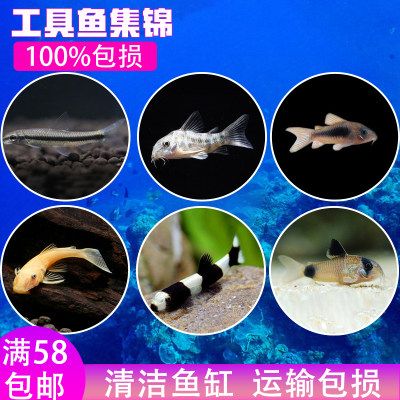 大型魚缸怎么搬：大型魚缸搬運(yùn)注意事項(xiàng)和注意事項(xiàng)和注意事項(xiàng)和注意事項(xiàng) 魚缸百科 第4張