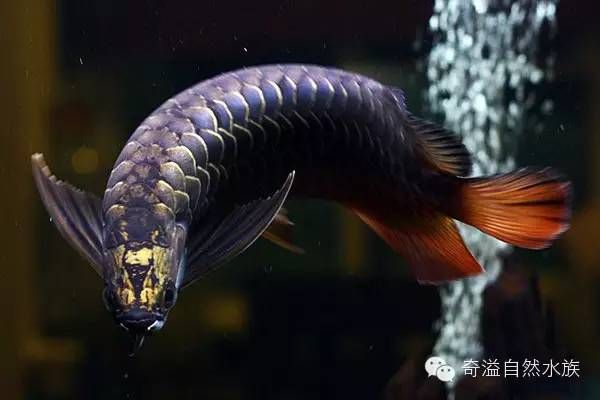 金龍魚(yú)霸王龍打這個(gè)家：“金龍魚(yú)霸王龍打這個(gè)家”是什么意思？