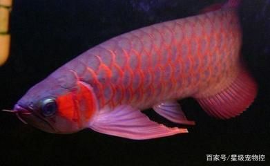 龍魚一般長多長厘米正常：龍魚一般長多長厘米？ 龍魚百科 第3張