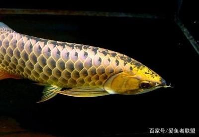 龍魚(yú)咬了出血了怎么辦用什么藥好：被龍魚(yú)咬了出血了怎么辦用什么藥好用什么藥好 龍魚(yú)百科 第2張