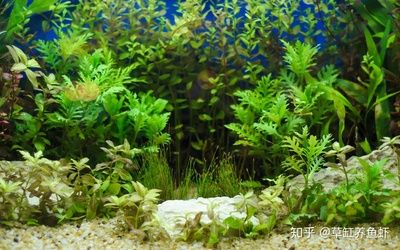 大型魚魚缸造景