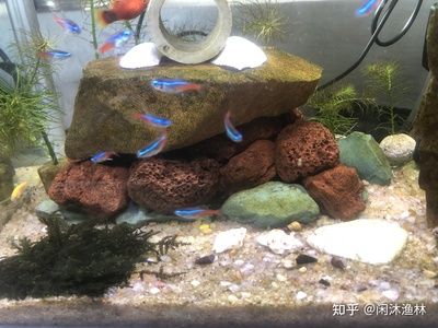 大型魚魚缸造景