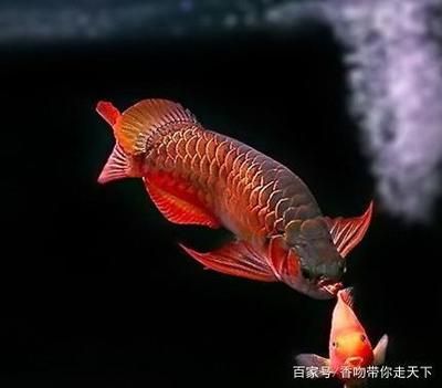 最稀有的雷龍魚：如何選擇最美的龍魚？ 龍魚百科 第1張