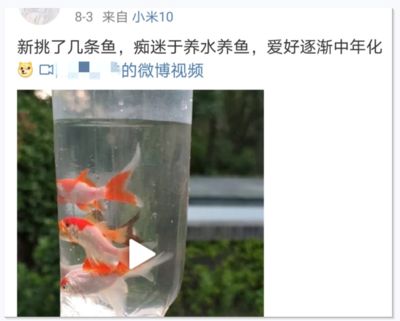 龍魚追不到小魚吃：為什么龍魚追不到小魚吃？