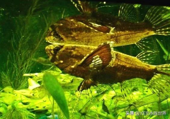 龍魚狀態(tài)不錯就不吃食了怎么回事兒：龍魚不吃食可能由多種因素引起 龍魚百科 第3張