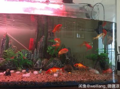 lianglai是什么魚缸品牌