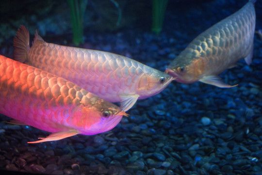 紅尾金龍魚(yú)有幾種顏色的：紅尾金龍魚(yú)是一種具有多種顏色變體的魚(yú)類(lèi)