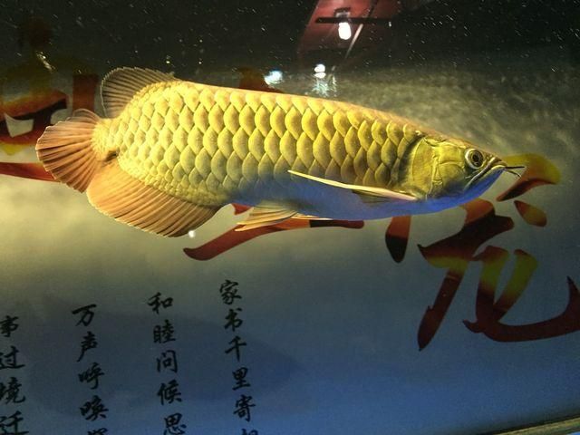 金龍魚詩(shī)詞怎么形容：金龍魚的詩(shī)詞怎么形容 龍魚百科 第1張