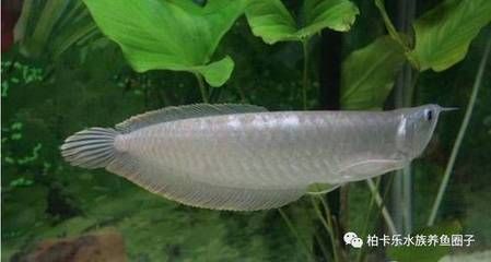 龍魚底砂：龍魚底砂不僅可以美化魚缸，還可以提供一個(gè)舒適的環(huán)境