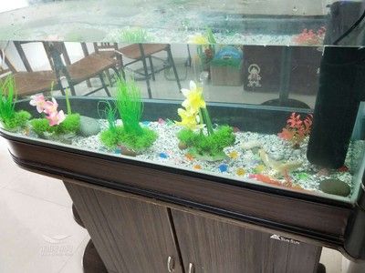 搬新家舊魚缸怎么處理好：如何處理舊魚缸？ 魚缸百科 第1張