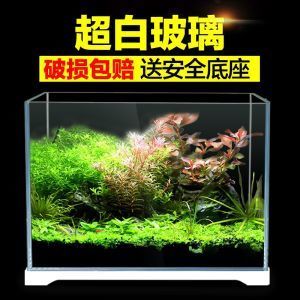 北方魚缸水草怎么養(yǎng)：北方魚缸水草養(yǎng)殖技巧 魚缸百科 第4張