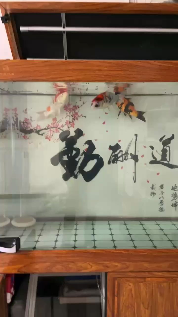 生活是水，人是魚，魚要在水中游一輩子，而水則只是默默的看著你：生活是水，人是魚，魚要在水中游一輩子，而水則只是看著你 觀賞魚論壇