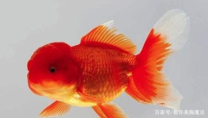 常見觀賞魚類有哪些：常見的觀賞魚類有哪些