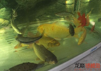 茶葉放魚(yú)缸里好嗎：茶葉不建議直接放入魚(yú)缸中，可能對(duì)魚(yú)的健康產(chǎn)生影響 魚(yú)缸百科 第2張