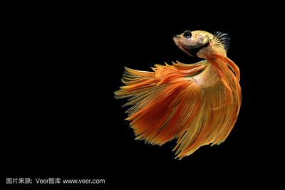 金龍魚用什么背景好：金龍魚的飼養(yǎng)背景選擇