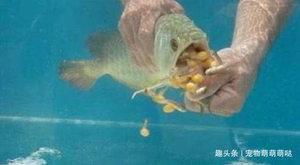 金龍魚一個(gè)月不喂食能餓死不：金龍魚一個(gè)月不喂食能餓死不喂食能餓死不