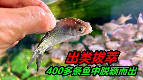 玻璃魚(yú)缸改造荷蘭豬家：如何將玻璃魚(yú)缸改造為荷蘭豬家